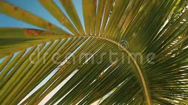 蓝天映衬下的棕榈树叶。热带岛屿海岸的棕榈树